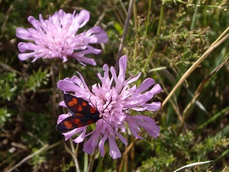 Fleurs du causse Mjean