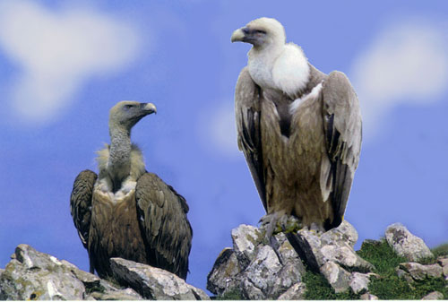 A voir autour du Gite en Lozere